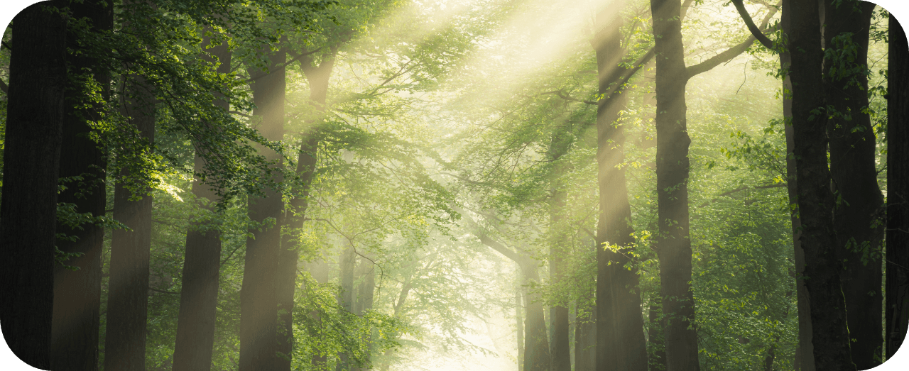 pathway middle green leafed trees with sun shining through branches