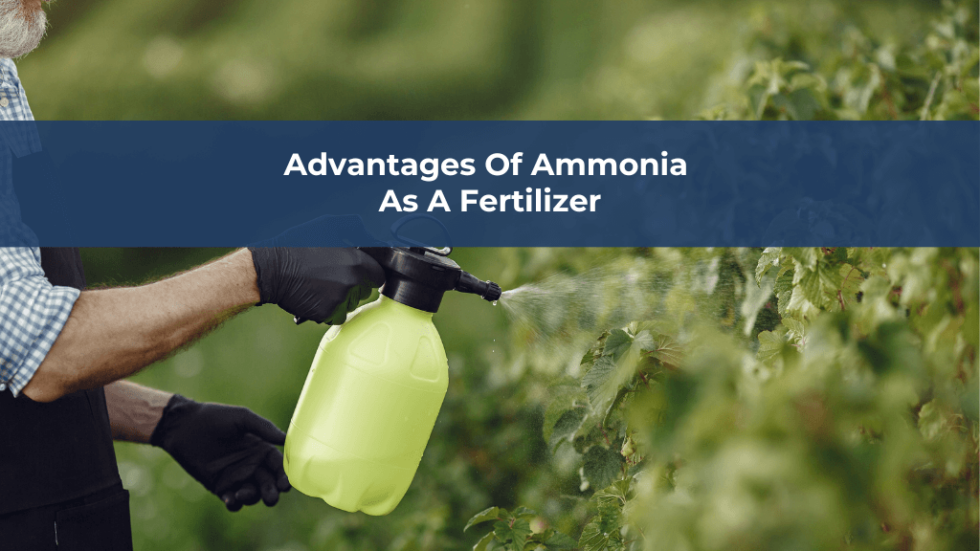 Ammonia As A Fertilizer Enhancing Agricultural Productivity   Advantages Of Ammonia As A Fertilizer 980x551 